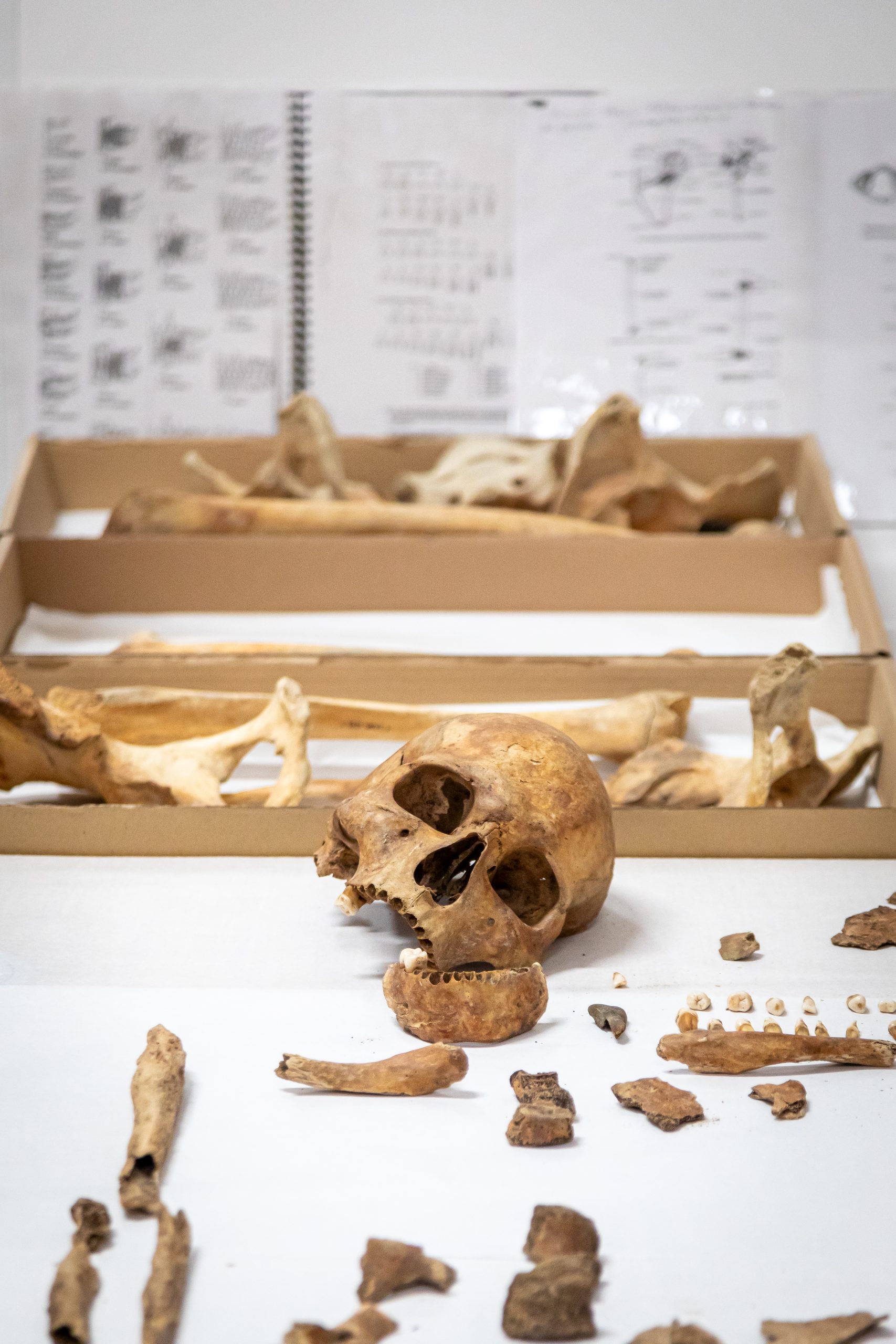 antropológiai leletek, koponya és csontok